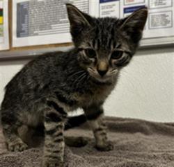 Shelter Stray Male Cat last seen , 600 Aviation Dr, Camarillo, CA 93010, USA