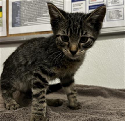 Shelter Stray Male Cat last seen , 600 Aviation Dr, Camarillo, CA 93010, USA