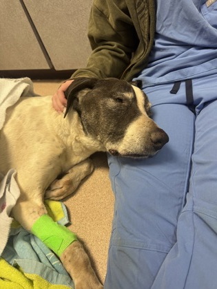 Shelter Stray Female Dog last seen Near Merriewood Dr, Oakland, CA, 1101 29th Ave, Oakland, CA 94601, USA