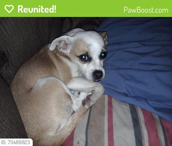 Reunited Female Dog last seen Edna and Lindell, Spring Valley, NV 89146