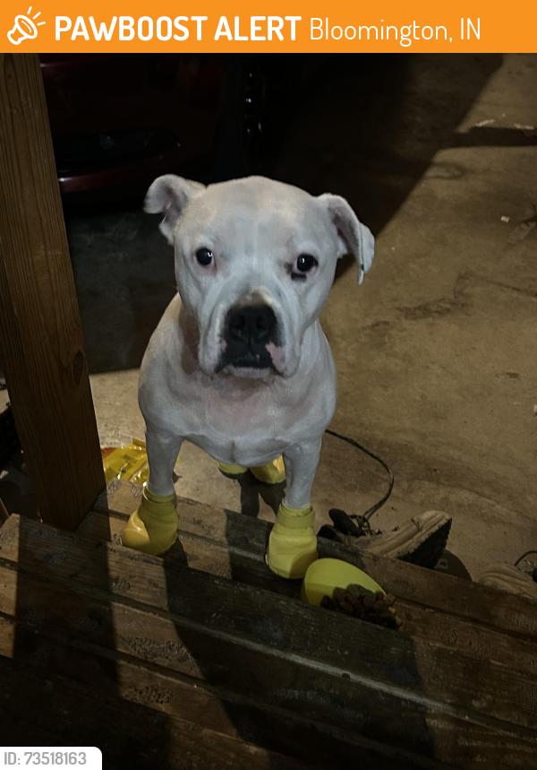 Found/Stray Unknown Dog last seen S.Sare Rd between E. David Dr and Roger’s Rd, Bloomington, IN 47401