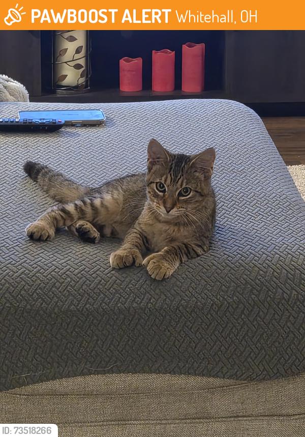 Found/Stray Male Cat last seen Right infront of chipotle in five below at the town & country shopping centre, Whitehall, OH 43213