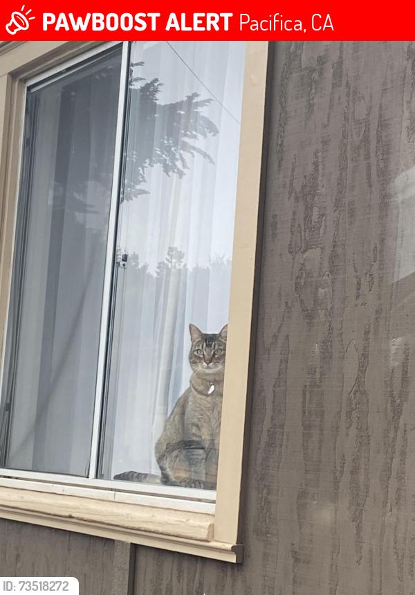 Lost Female Cat last seen Rockaway, Pacifica, Pacifica, CA 94044