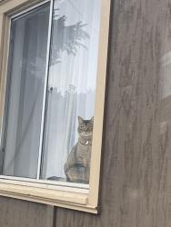 Lost Female Cat last seen Rockaway, Pacifica, Pacifica, CA 94044