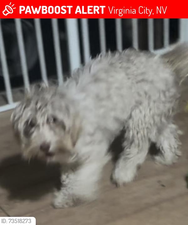 Lost Female Dog last seen Wells and taylor, Virginia City, NV 89440