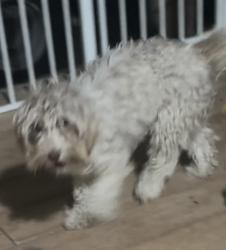 Lost Female Dog last seen Wells and taylor, Virginia City, NV 89440
