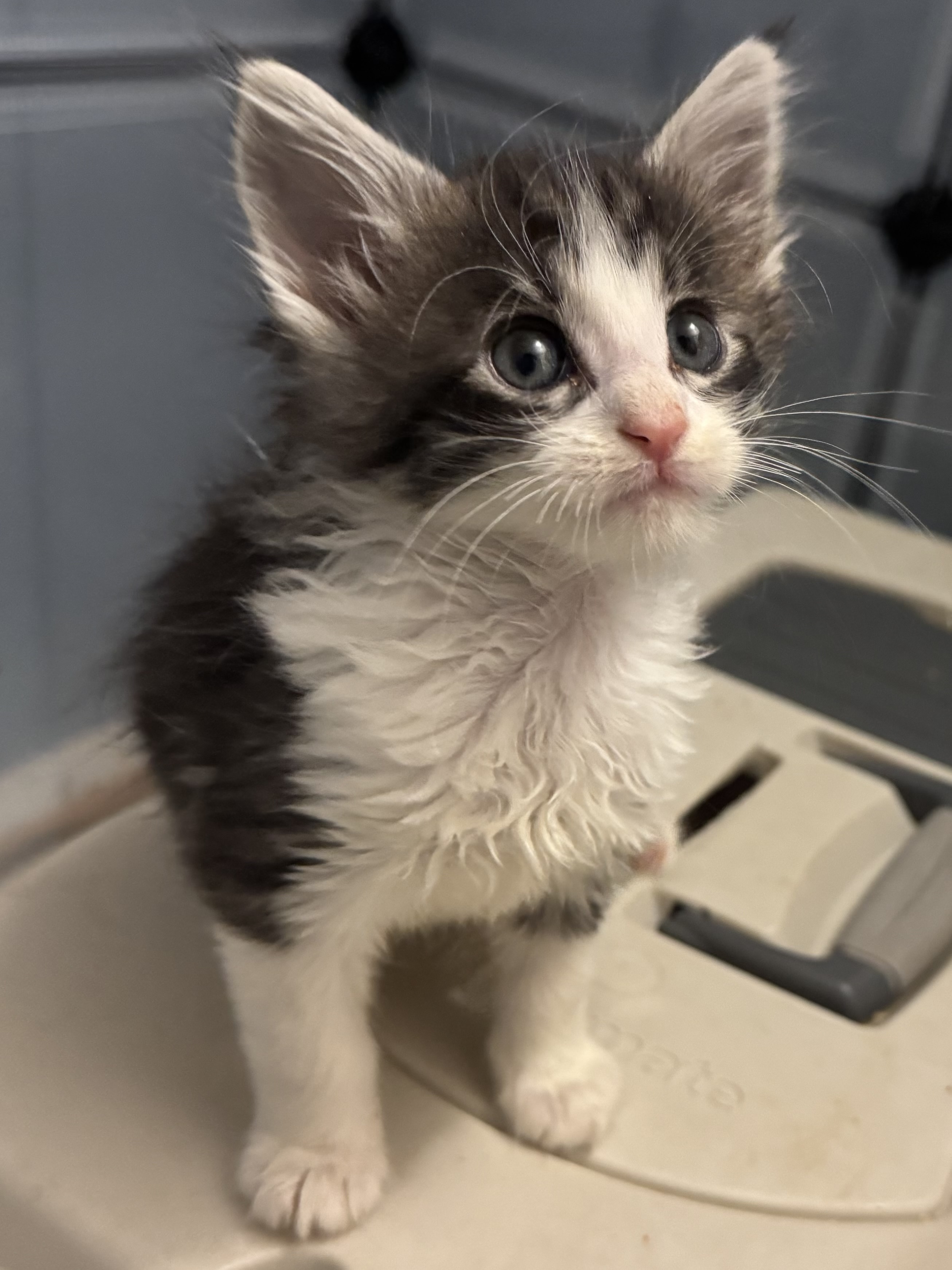 Shelter Stray Male Cat last seen Near W 2200 N, Layton, UT 84041, USA, 1422 E 600 N, Fruit Heights, UT 84037, USA