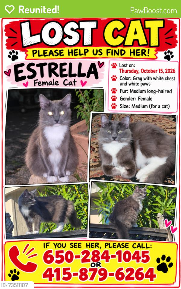 Reunited Female Cat last seen Near Vermont St, San Francisco, CA 94107, EE. UU., San Francisco, CA 94107