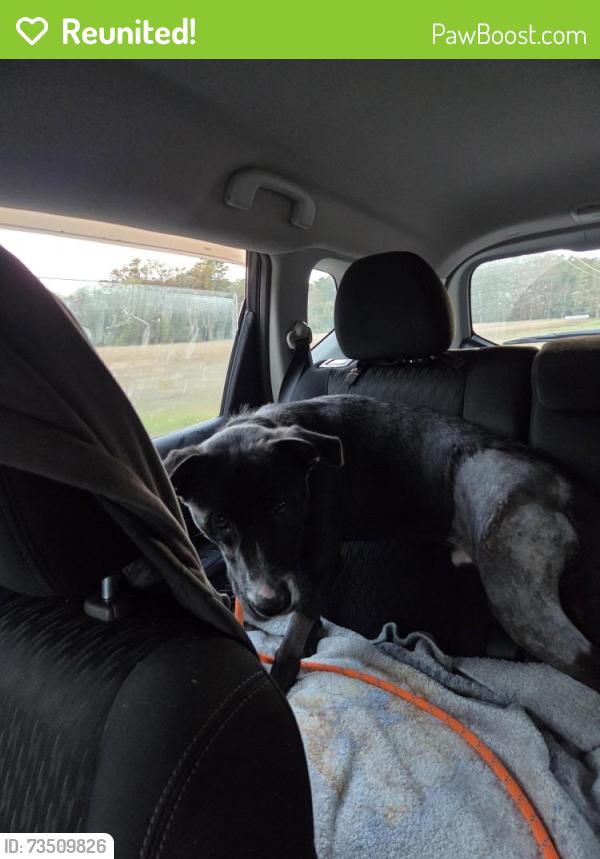 Reunited Male Dog last seen W Bird Village, Jackson Township, NJ 08527