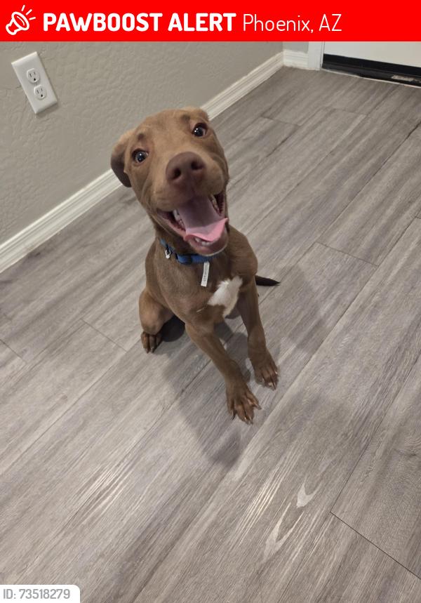 Lost Male Dog last seen 95th Ave & McDowell, Phoenix, AZ 85037
