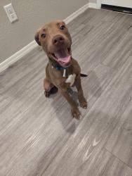 Lost Male Dog last seen 95th Ave & McDowell, Phoenix, AZ 85037