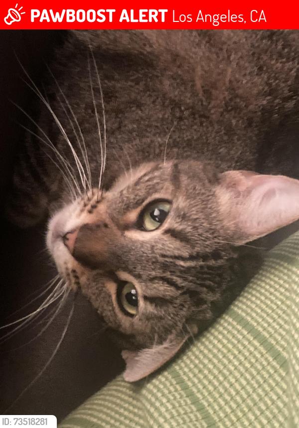 Lost Female Cat last seen Corliss Ave, Los Angeles, CA 90041