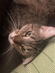 Lost Female Cat last seen Corliss Ave, Los Angeles, CA 90041