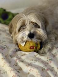 Reunited Male Dog last seen We live close to the Lowe’s on S Semoran, Orlando, FL 32812
