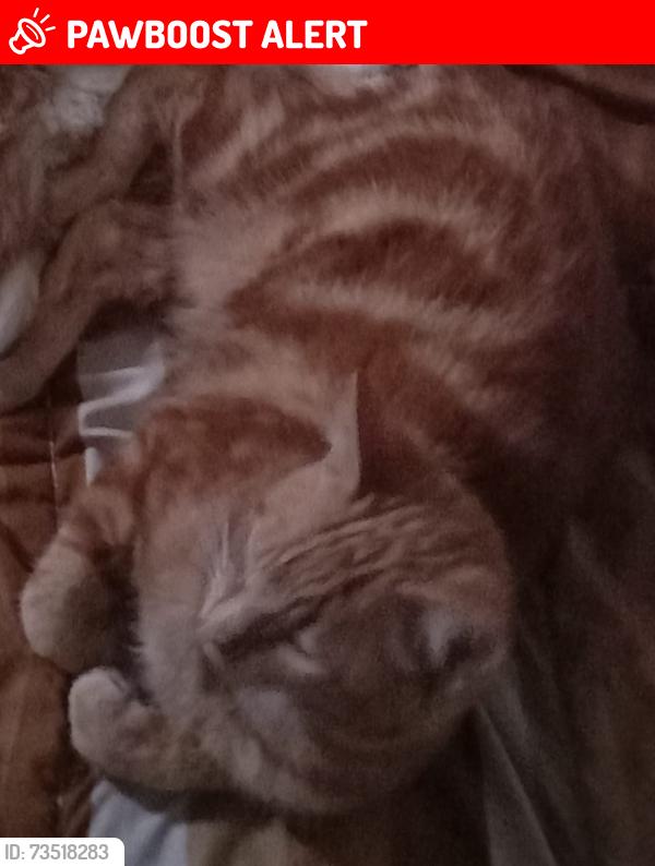 Lost Male Cat last seen R ferraz de Vasconcelos guarulhos, Vila Rio de Janeiro, SP 07123-240