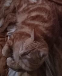 Lost Male Cat last seen R ferraz de Vasconcelos guarulhos, Vila Rio de Janeiro, SP 07123-240