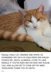 Lost Male Cat last seen Lake Gerald, Delta, AL 36258