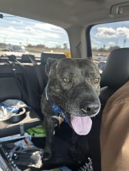 Lost Male Dog last seen Grayson Ave, Fort Worth, TX 76106
