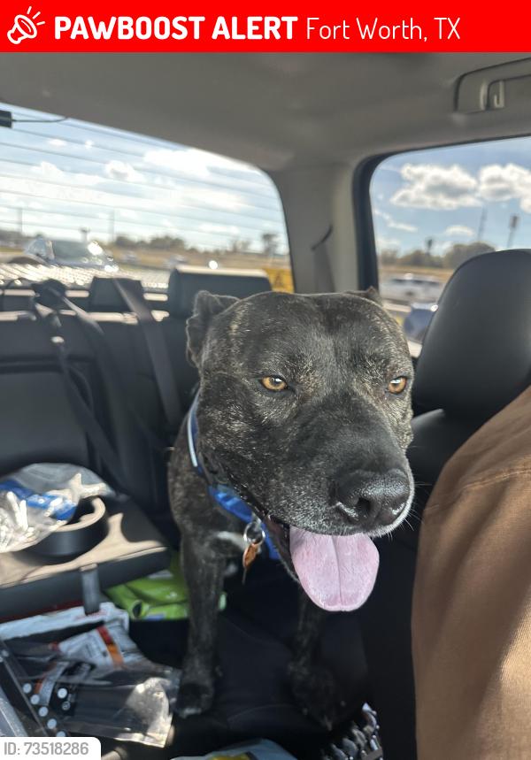 Lost Male Dog last seen Grayson Ave, Fort Worth, TX 76106
