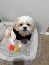 Lost Male Dog last seen Near ludlow ln, Fontana, CA 92336