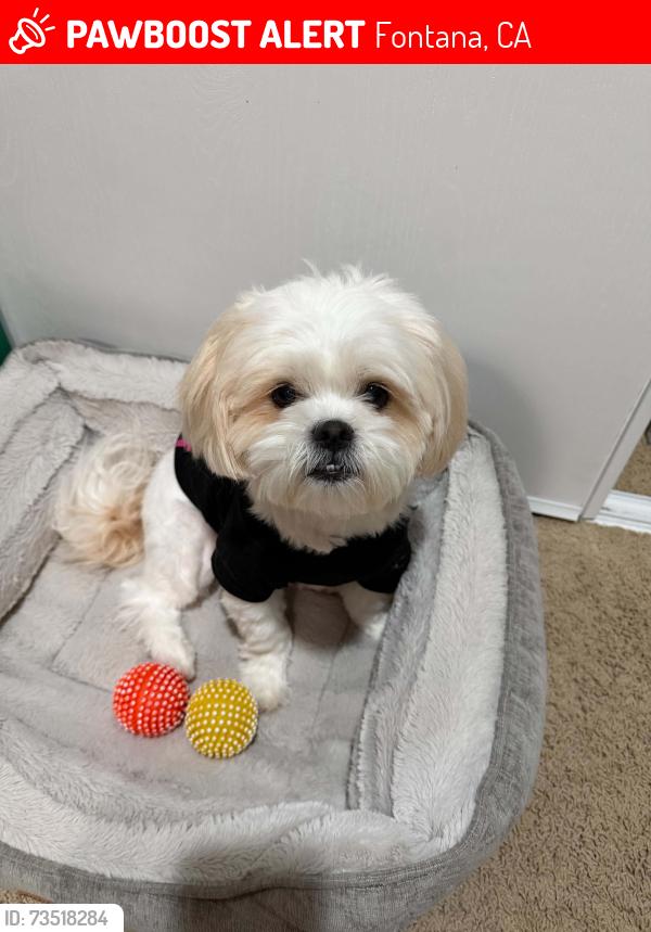 Lost Male Dog last seen Near ludlow ln, Fontana, CA 92336