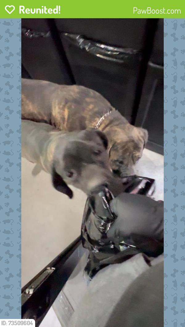 Reunited Male Dog last seen Mojave & Paz, Victorville, CA 92394