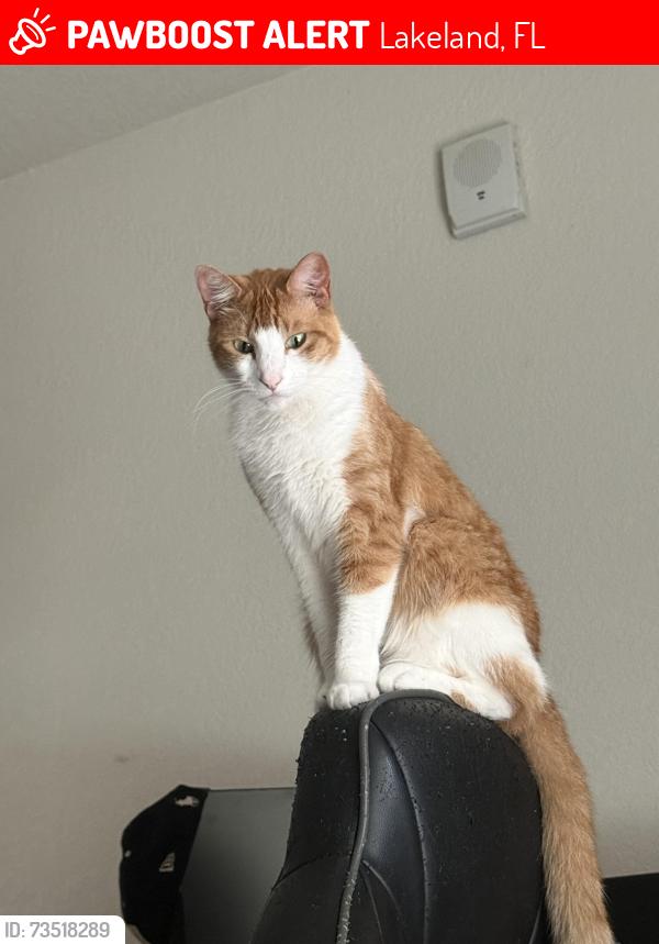 Lost Male Cat last seen US postal service, Lakeland, FL 33805
