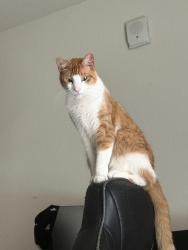 Lost Male Cat last seen US postal service, Lakeland, FL 33805