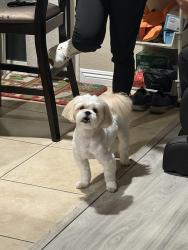 Lost Male Dog last seen Near Ludlow Lane, Fontana, CA, Fontana, CA 92336