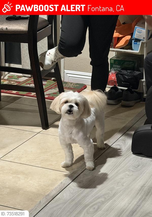 Lost Male Dog last seen Near Ludlow Lane, Fontana, CA, Fontana, CA 92336