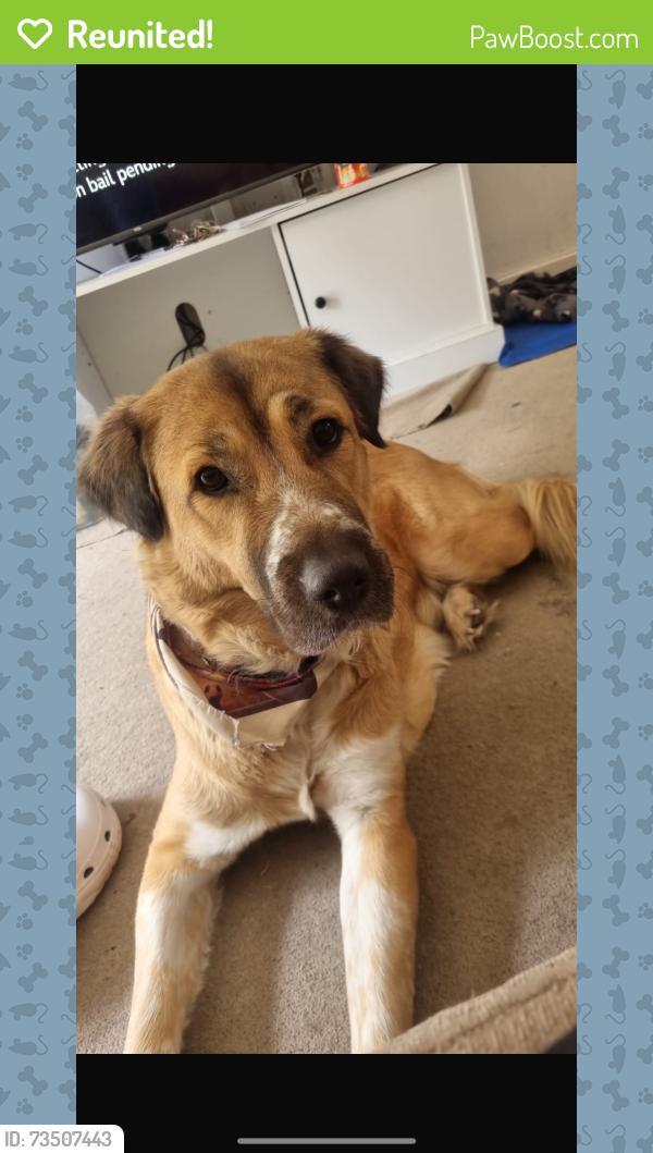 Reunited Female Dog last seen B20 3NW, West Midlands, England B20 3NW