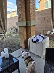 Lost Male Dog last seen Sunset /gibson, Henderson, NV 89011