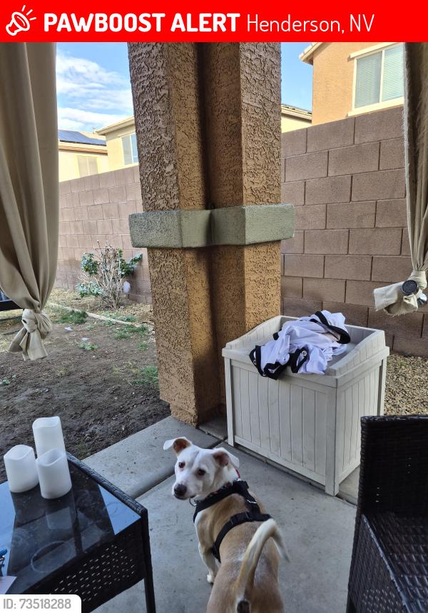 Lost Male Dog last seen Sunset /gibson, Henderson, NV 89011