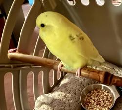 Found/Stray Male Bird last seen 2nd St & The Toledo. Found in the entryway of the 
