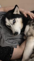 Lost Male Dog last seen Datura Lane and Feyhurts, Louisville, KY 40258