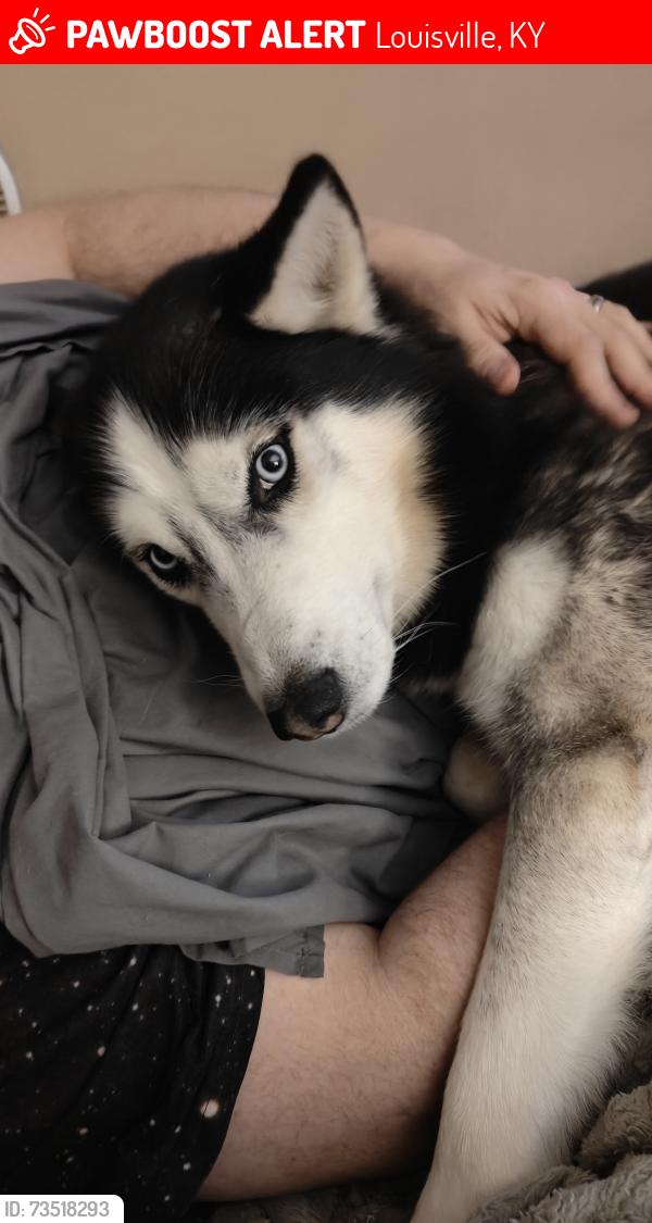 Lost Male Dog last seen Datura Lane and Feyhurts, Louisville, KY 40258