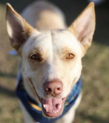 Lost Female Dog last seen Goliad by pizza hut, San Antonio, TX 78223