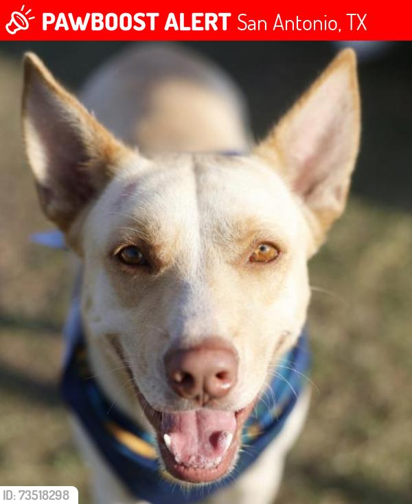 Lost Female Dog last seen Goliad by pizza hut, San Antonio, TX 78223