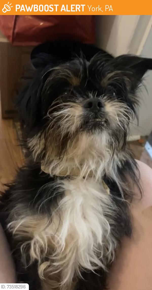 Found/Stray Male Dog last seen Sherman/King st, York, PA 17401