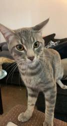 Lost Male Cat last seen W robinison & N interstate dr, Norman, OK 73072