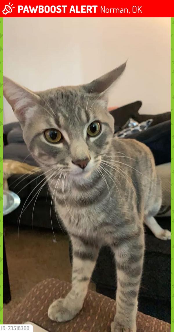 Lost Male Cat last seen W robinison & N interstate dr, Norman, OK 73072