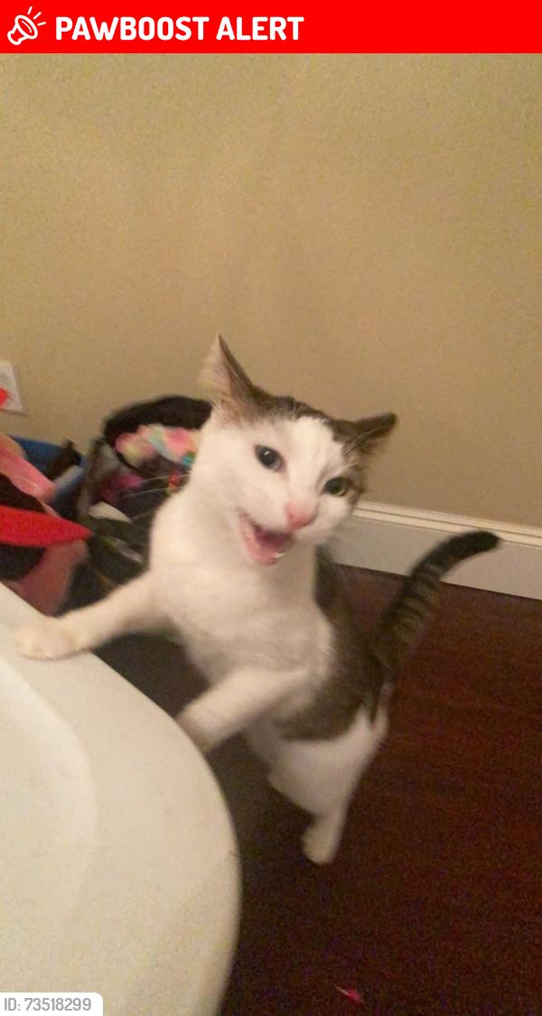 Lost Female Cat last seen Stonehaven Avenue, Newmarket, ON L3X 1K6