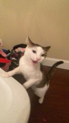 Lost Female Cat last seen Stonehaven Avenue, Newmarket, ON L3X 1K6