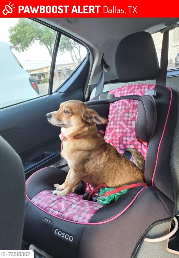 Lost Female Dog last seen Near W Ledbetter Dr, Dallas, TX 75236