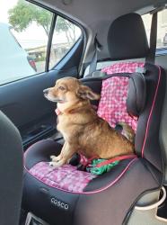 Lost Female Dog last seen Near W Ledbetter Dr, Dallas, TX 75236