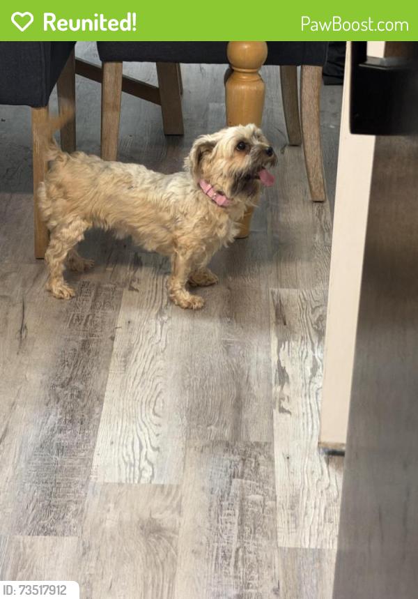 Reunited Female Dog last seen Near Creekdale Dr, Greensboro, NC 27406, USA, Greensboro, NC 27406