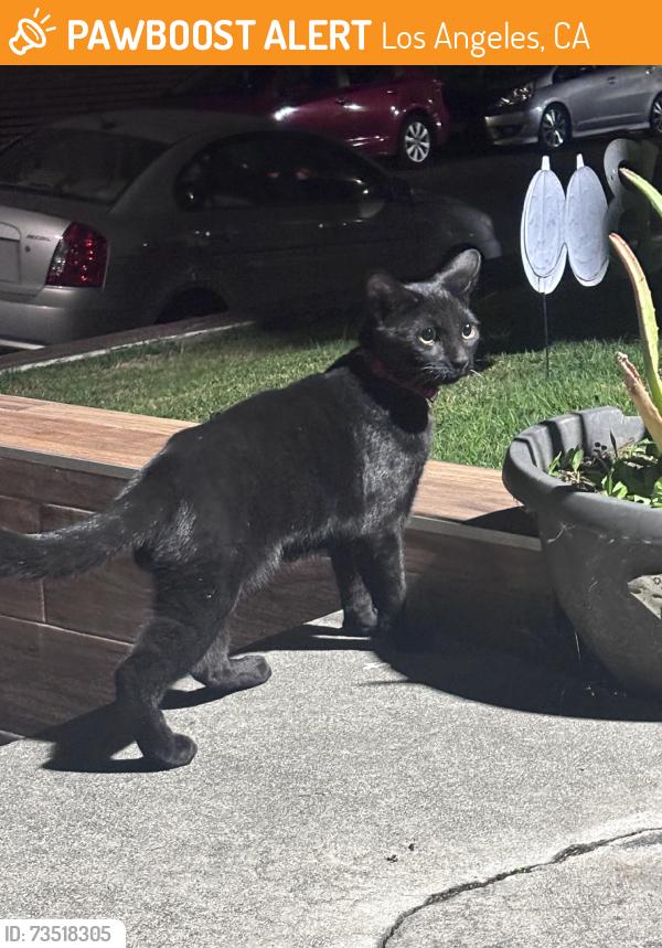 Found/Stray Male Cat last seen Egdmont Ave & Lexington St., Los Angeles, CA 90029