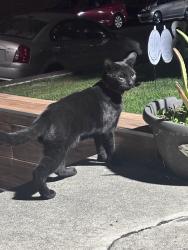 Found/Stray Male Cat last seen Egdmont Ave & Lexington St., Los Angeles, CA 90029