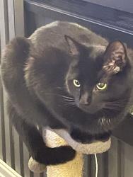 Reunited Male Cat last seen Clifton Avenue blackpool FY4 4RF, Blackpool, England FY4 4RF