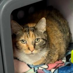Shelter Stray Male Cat last seen , 8020 Washington St, Port Richey, FL 34668, USA
